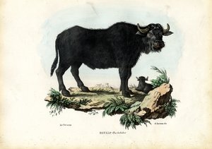 Buffalo by Raimundo Petraroja