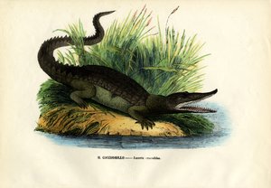 Caiman, 1863-79 by Raimundo Petraroja