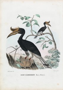 Great Hornbill by Raimundo Petraroja