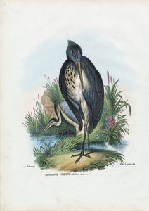 Grey Heron, 1863-79 by Raimundo Petraroja