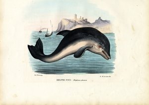 Harbour Porpoise