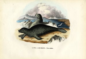 Harbour Seal, 1863-79 by Raimundo Petraroja