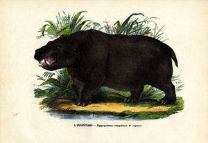 Hippo, 1863-79