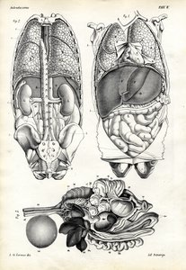 Intestines by Raimundo Petraroja