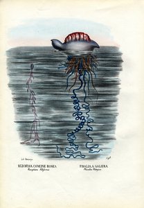 Jellyfish, 1863-79