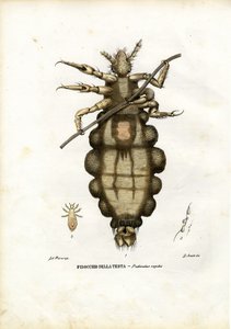 Louse, 1863-79
