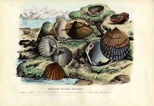 Mussels, 1863-79