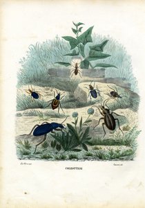 Tiger and Ground Beetles, 1863-79