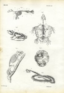 Turtle, 1863-79 by Raimundo Petraroja