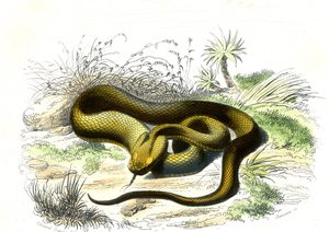 Viper spearhead (Cophias Lanceolatus) - Plate from Natural History by Bernard Germain de Lacepede, edition P. Furme, Paris