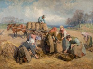 Potato Gatherers, Northumberland, 1903