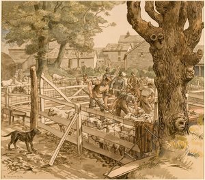Sheep dipping in Cornwall by Randolph Schwabe