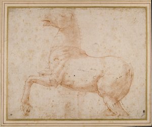 Study of a horse