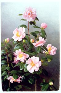 Camellia Japonica Variety by Raymond Booth