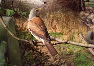 Fieldfares at Eccup, West Yorkshire by Raymond Booth