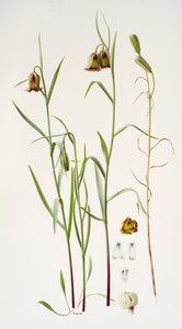 Fritillaria