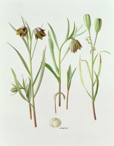 Fritillaria Kurdica