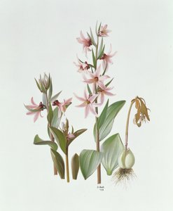 Fritillaria Stenanthera by Raymond Booth