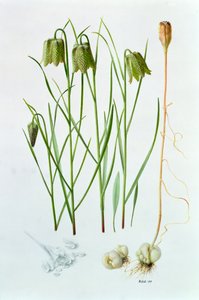 Fritillaria Whittallii