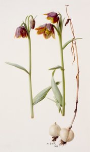 Fritillaria daviesii