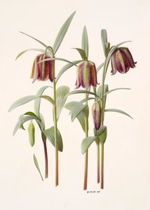 Fritillaria kotschyana by Raymond Booth