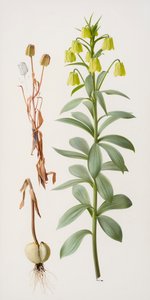 Fritillaria pallidiflora by Raymond Booth