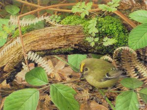 Gold Crest, 2000