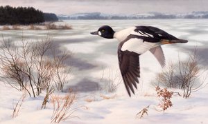 Goldeneye in a winter landscape