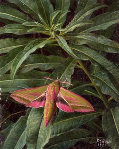 Hawk moth on foliage