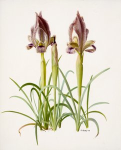 Iris acutiloba
