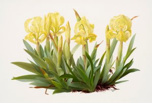 Iris lutescens by Raymond Booth