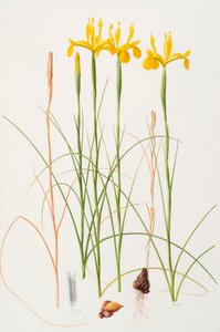Iris spuria, 2002