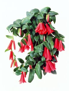 Lapegeria Rosea by Raymond Booth