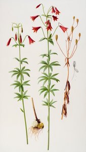 Lilium grayi by Raymond Booth