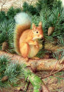 Red Squirrel by Raymond Booth