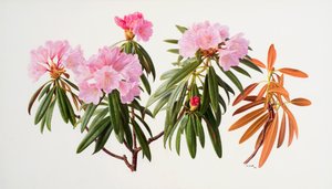 Rhododendron by Raymond Booth