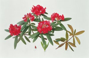Rhododendron Microgynum by Raymond Booth