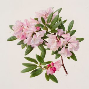 Rhododendron maculiferum anwheiense by Raymond Booth