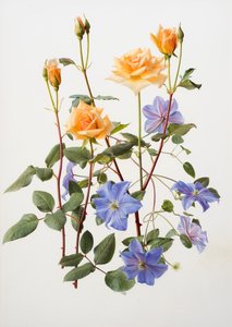 Rose and clematis
