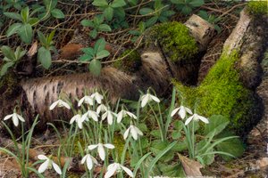Snowdrops by Raymond Booth
