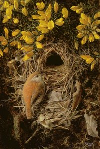 Study of a Wren at its Nest in a Gorse Bush by Raymond Booth