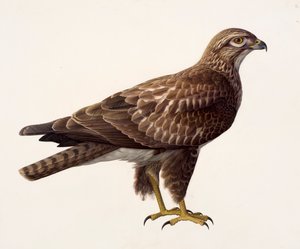 Study of a buzzard by Raymond Booth