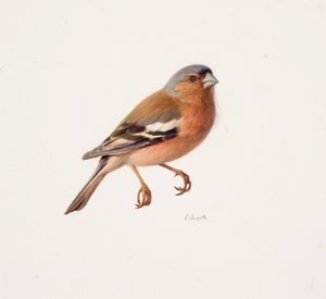 Study of a Chaffinch by Raymond Booth