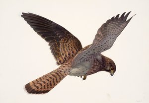 Study of a Kestrel