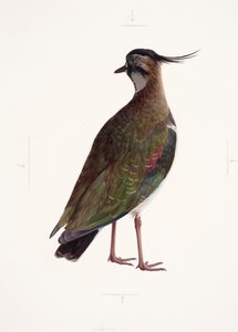 Study of a lapwing