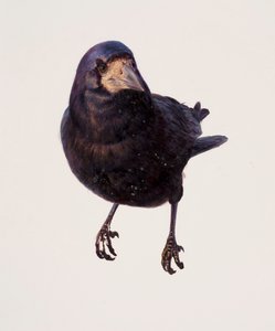Study of a raven