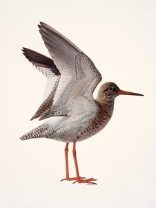 Study of a red shank by Raymond Booth