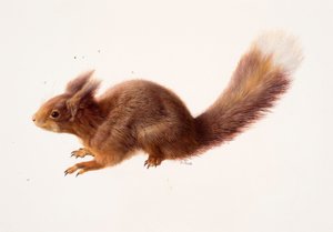 Study of a red squirrel