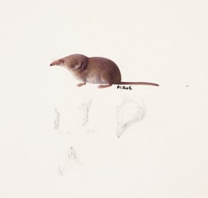 Study of a Shrew by Raymond Booth