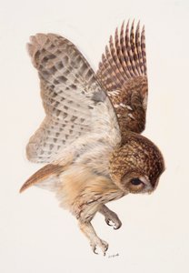 Study of a tawny owl